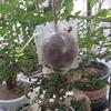 5-100Pcs Plant Rooting Ball High Pressure Propagation Rooting Ball Grafting Breeding Grow Seedling Box Planting Nursery Pot