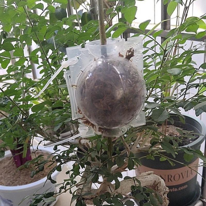 5-100Pcs Plant Rooting Ball High Pressure Propagation Rooting Ball Grafting Breeding Grow Seedling Box Planting Nursery Pot