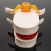 3D Model Lumbar Model Spine Demonstration Structure  Teaching Demonstration
