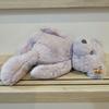 [USED] Steiff 241529 Teddy Bear G