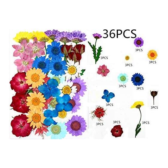 36pcs Dried Flowers Dried Pressed Flowers Leaves Authentic Natural DIY Color Candle Decoration Resin Jewelry Pendant Handicrafts Art Nail Phone Case