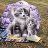 1PC Kittens Flowers Umbrella-8-Rib Reinforced Portable Folding Travel Suitable for All Seasons Outdoor Daily Use  -J0388