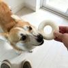 Talking Toy Cream Doughnuts Toothbrushing Chewable Pet Toy