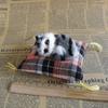 Cloth Plush Simulation Fur Cat Kawaii Kitty Cute Animal Doll Mini Sleeping Cats Toy  Home Decor
