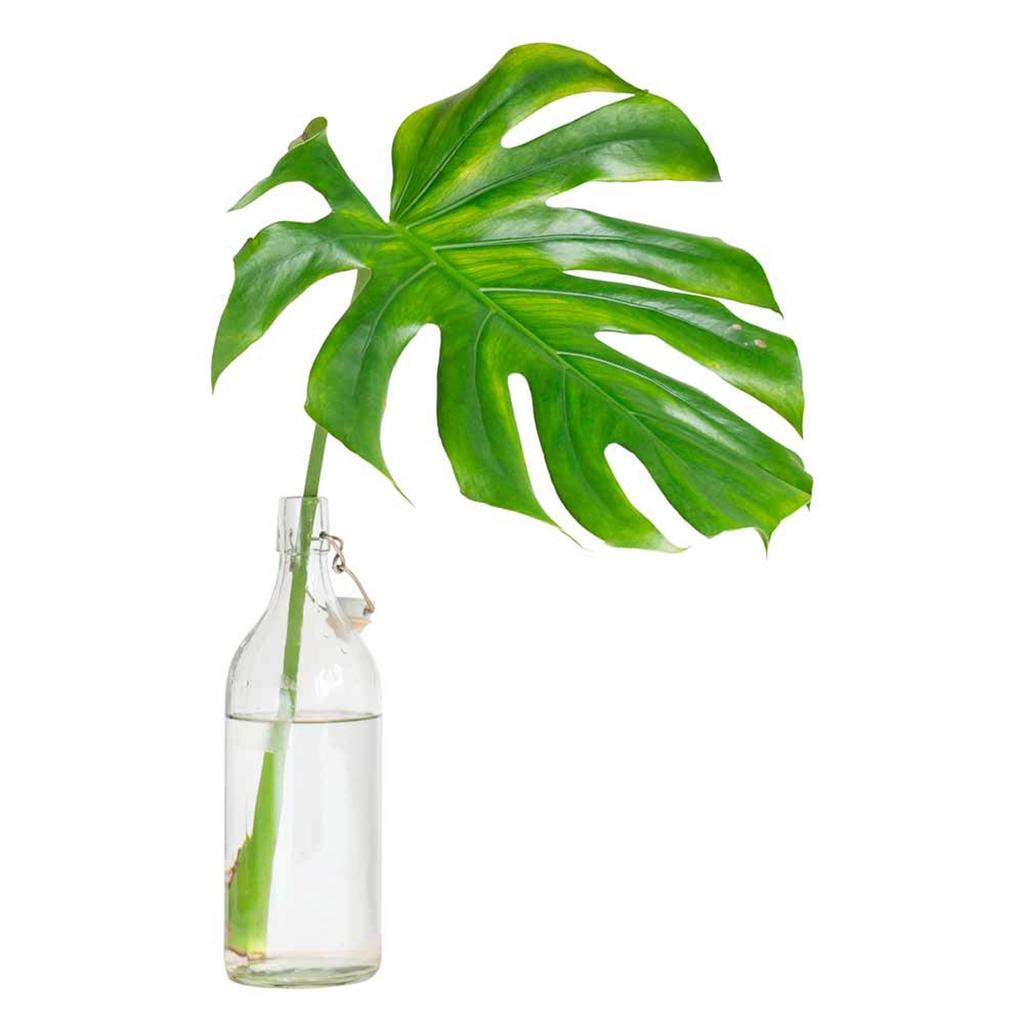 Les Trésors De Lily [Q6536] - Stickerbogen 'Tropischer Dschungel' grün (tropisches Monstera-Blatt in Flasche) - 50x70 cm