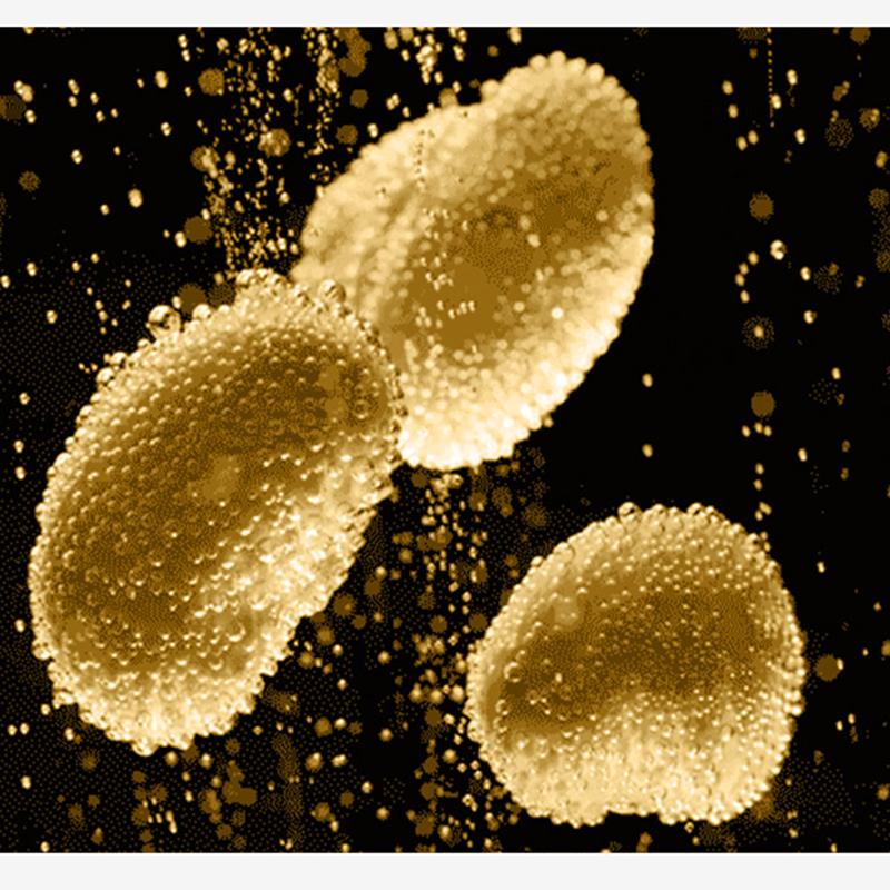 Lachssamen-Schönheitsessenz, feuchtigkeitsspendende, hautverjüngende Essenz, Originallösung, aufhellende Hautton-Gesichtsessenz