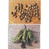 Roasted Mucuna pruriens powder, 100g, Domestically Grown (Kumamoto Prefecture), Pesticide-Free
