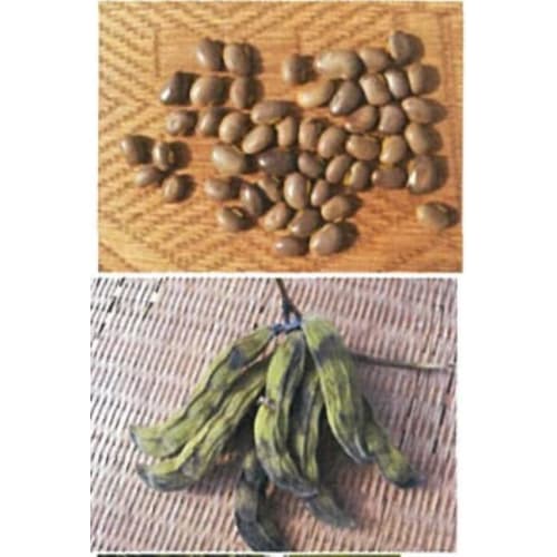 Roasted Mucuna pruriens powder, 100g, Domestically Grown (Kumamoto Prefecture), Pesticide-Free