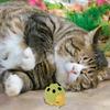 Cat Toys With Catnip Cute Ladybug Shape Catnip Wall Roller Edible Toy Ball With Catnip Cat Teething Toys For Indoor Outdoor