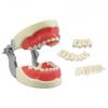 24Pcs Kids Dental Teeth Practice Model Pediatric Teaching Aids For Children Teeth Training Deciduous Tooth Model