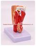 Anatomical Human Throat Model: Throat Muscles, Laryngeal Cartilage, Cavity, Vessels, and Thyroid Gland for Otolaryngology.