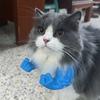 Costume Muscolo Braccio Gatto Stampato 3D Braccio Collo Gatto con Muscolo Halloween Supereroe Cosplay Costume Accessori
