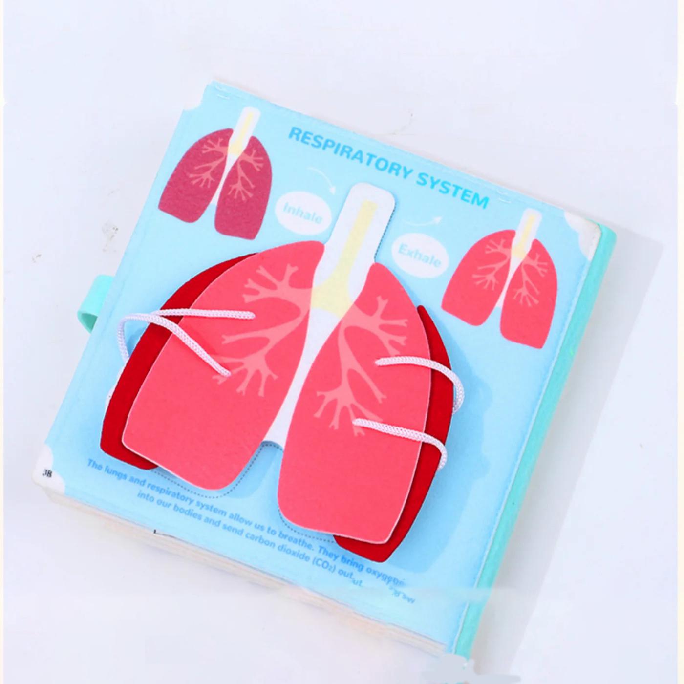 Книга Монтессори по анатомии человеческого тела для малышей дошкольного возраста — фото 5