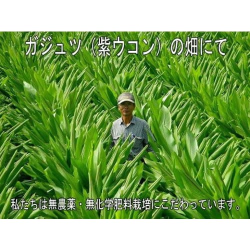 Yakushima Zedoary (Purple Turmeric) 300 Tablets, Pesticide-Free and Chemical-Free Purple Turmeric Tablets