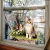Static Cling Window Stickers Cartoon Animals Butterflies Flowers Removable No Glue Glass Door Shop Window Home Decor