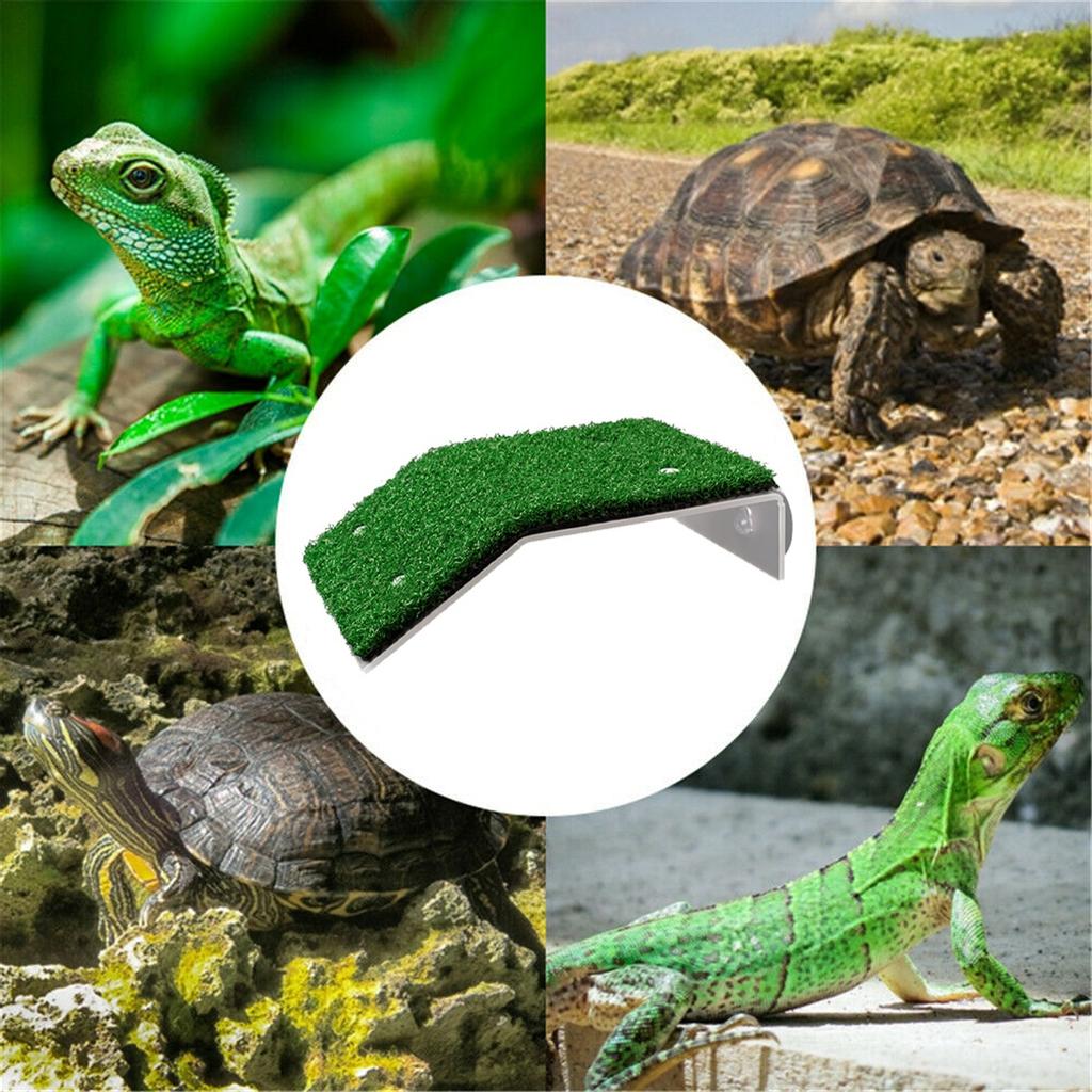 Reptiles plataforma con succión Plástico Tortuga Rana calentando Plataforma Con Rampa Reptiles plataforma con succión Plástico Tortuga Rana calentando Plataforma Con Rampa