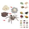 Insect Life Stage Model Pvc Educational Toy For Science Students And Nature Lovers