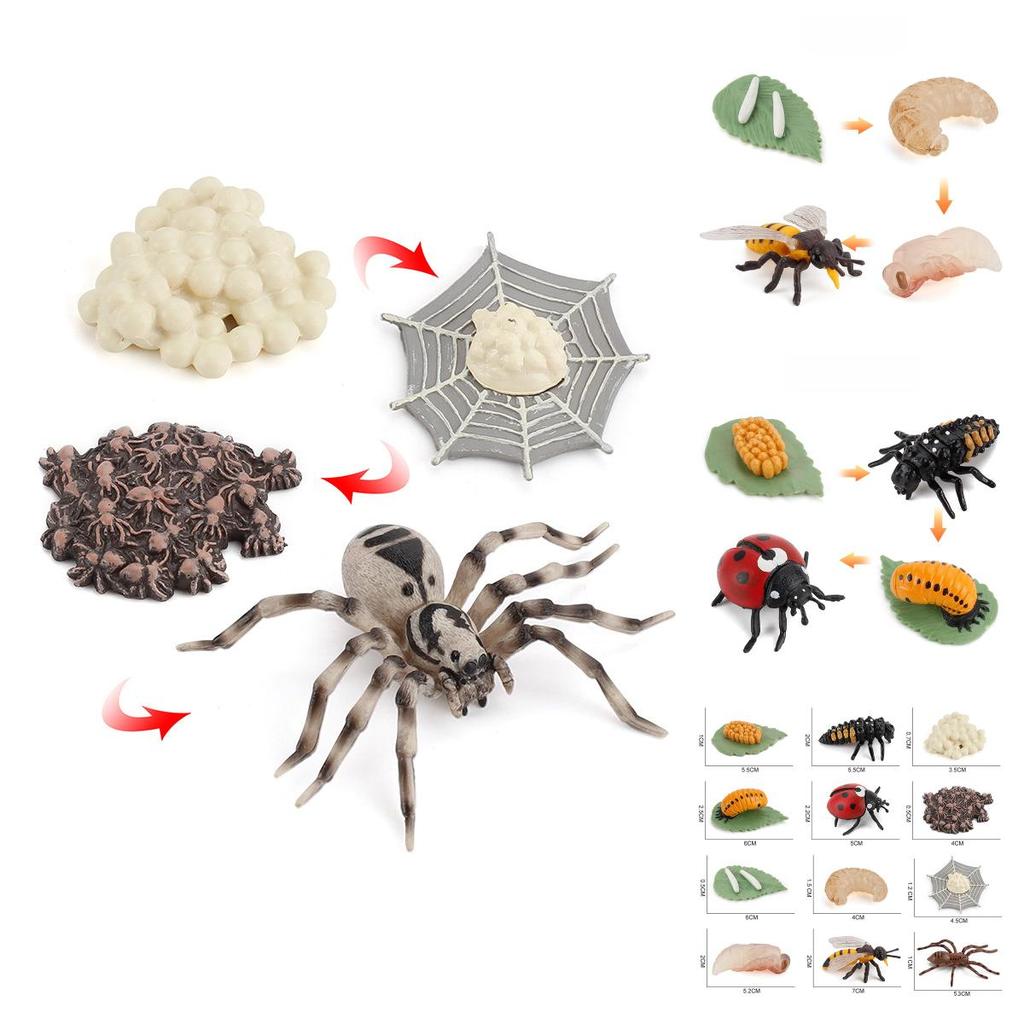 Insect Life Stage Model Pvc Educational Toy For Science Students And Nature Lovers