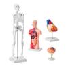 Set Bundle Modelli Anatomia Umana, Cervello, Tronco Corporeo Umano, Cuore, Set Modello Scheletro di 4 Pezzi, Strumenti di Studio Modelli 3D Pratici Modelli Didattici per la Fisiologia