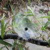 50 STÜCKE Neue 360 Grad Wassertropfer Kopf Gartenbewässerung Einstellbare Bewässerungstropfer Bewässerung Einstellbare Sprinkler
