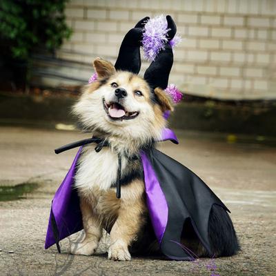Haustier Halloween Hexenkostüm Hund Zauberer Umhang Teufelshörner Hut Set Haustier Hexe Cosplay Outfit für Katzen Welpen