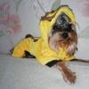 Zimowy Ciepły Kombinezon Piżama dla Kota Psa dla Psów Kreskówkowy Kostium Zwierzęcia Ubranka Yorkshire Shih Tzu Szczeniak Kombinezony mascotas Ubrania