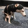 Golden Retriever Dog Plush Toy Weird Gag Stuffed Dog Funny Husky Plush Pillow  Kids Toy