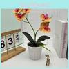 Faux Butterfly Orchid Green Plant With Embossed Finish For House Decoration And Giftgiving
