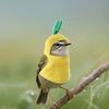 Windproof Bird Transform Clothing Soft Parrot Flight Suit Pineapple Bird Clothes  Cosplay Party