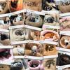 Washable Dog Bed for Winter for Small and Warm Official UK Elements Product (Perfect Cats, Dogs, Puppies) - Fluffy, Stretchy, Bed, (Pink)