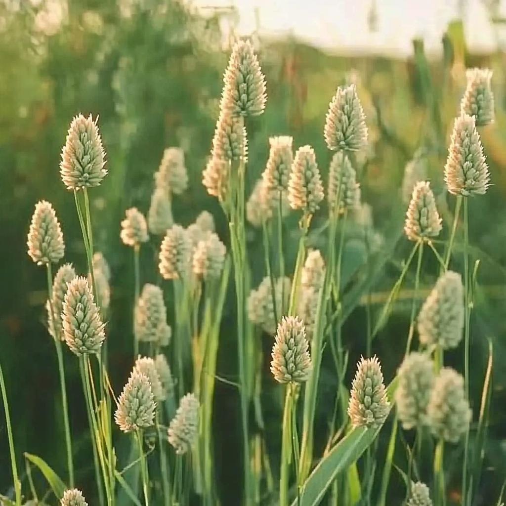 

250 канаркових насіння - напівдика пермакультура