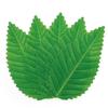 200Pcs/Bag Artificial Green Leaf Reusable Colorfast Vibrant Color Simulation Sushi Decoration Leaf Kitchen Accessories