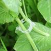 100pcs Plastic Clips Garden Climbing Vine Hanging Clips Vine Clips Tomato Large Plant Fixing Clips Gardening Supplies