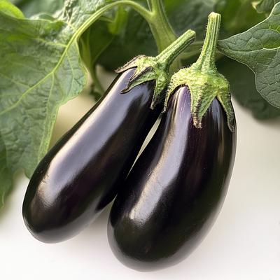 60 Black Beauty Eggplant Seeds