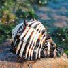 Ocean Conch Large Natural Sea Shells for DIY Crafts Seashell Collectors