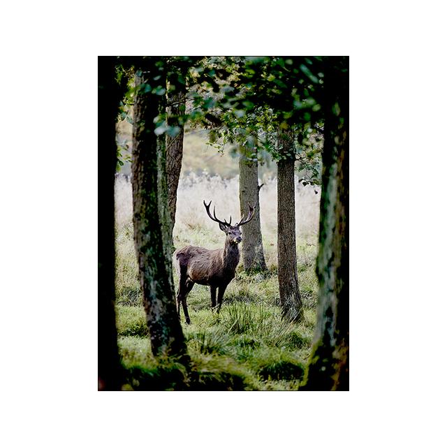 Moderne natuur landschap foto canvas schilderij muur kunst winterlandschap bos herten poster en print voor thuis muur decor foto