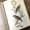 [USED] Foreign books, German bird guides, old books, vintage books