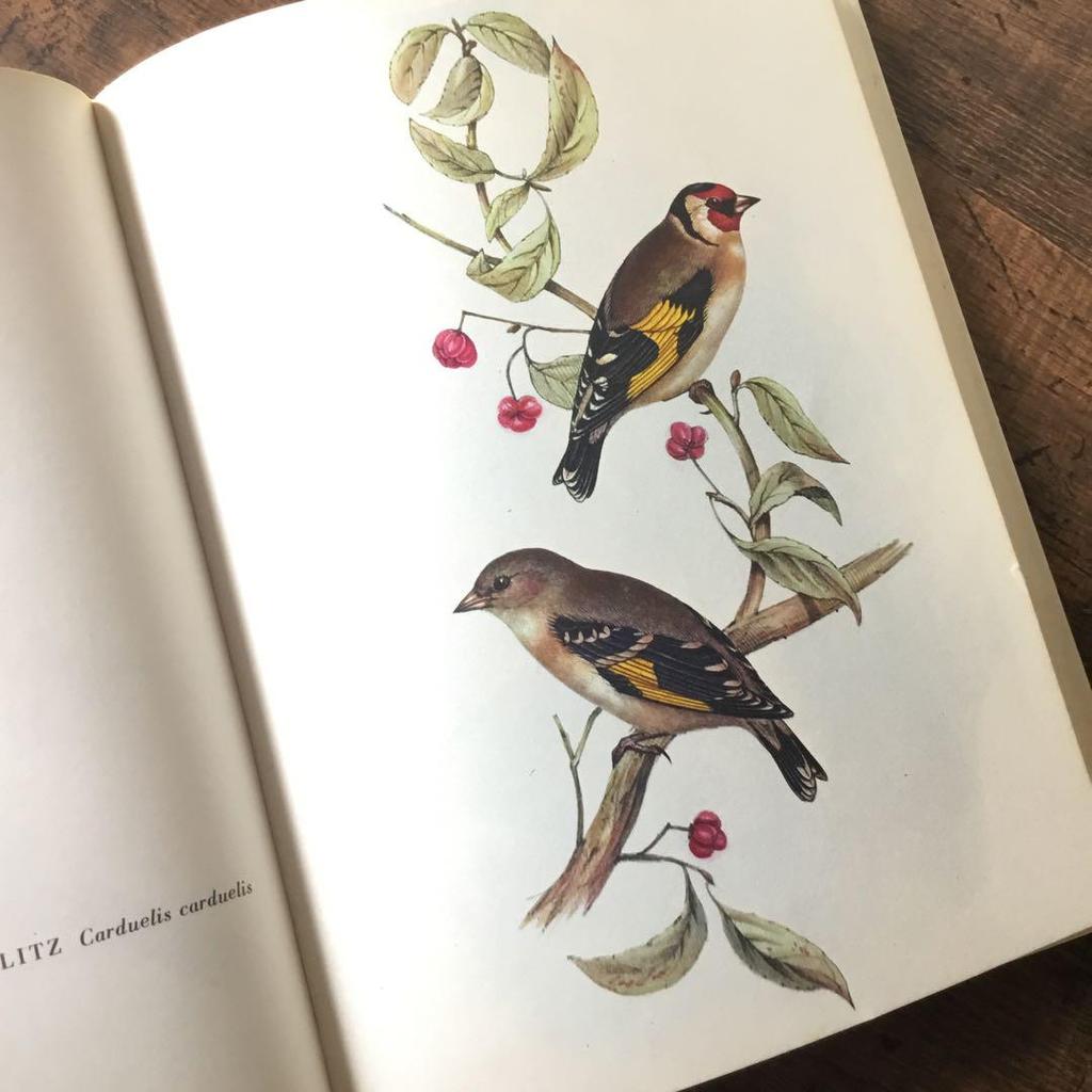 [USED] Foreign books, German bird guides, old books, vintage books