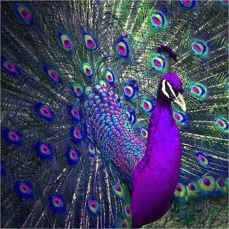 Diamond Painting Peacock Colorful Full Drill Square Diamond Embroidery 5D DIY Needlework Mosaic Art Handmade Gift