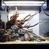 Wood 1 Pcs Landscaping Fish Tank Ornament Aquarium Decoration Reptile Cuckoo Root Natural Trunk Driftwood Plant Stump