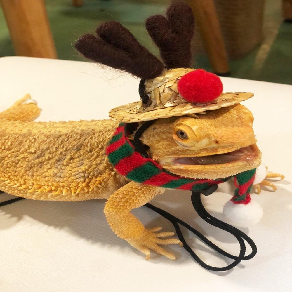 

Шерстяная пряжа Хэллоуин Наряд Мини Рождественская шляпа Удобная ящерица Рождественский костюм Ящерица