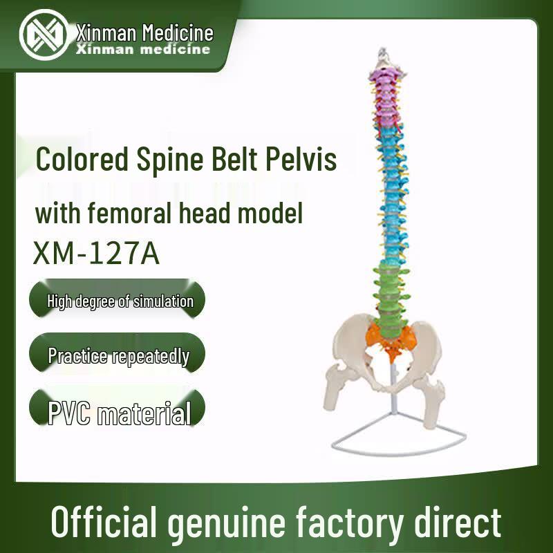 Xinman Human Anatomy Models