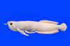 Take Off Silver Arowana Realistic Cute Fish Series