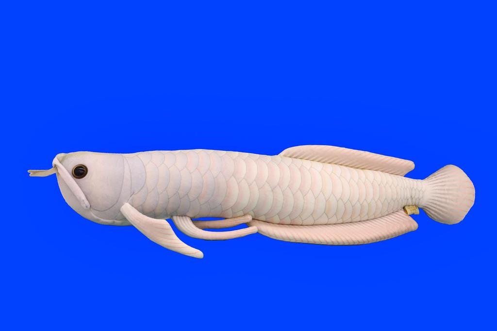 Take Off Silver Arowana Realistic Cute Fish Series