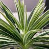 Silk Garden Paty Desktop For Table Home Chlorophytum Branch Fake Plants Potted Artificial Plants