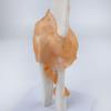 Anatomical Human Elbow Joint Model with Ligaments