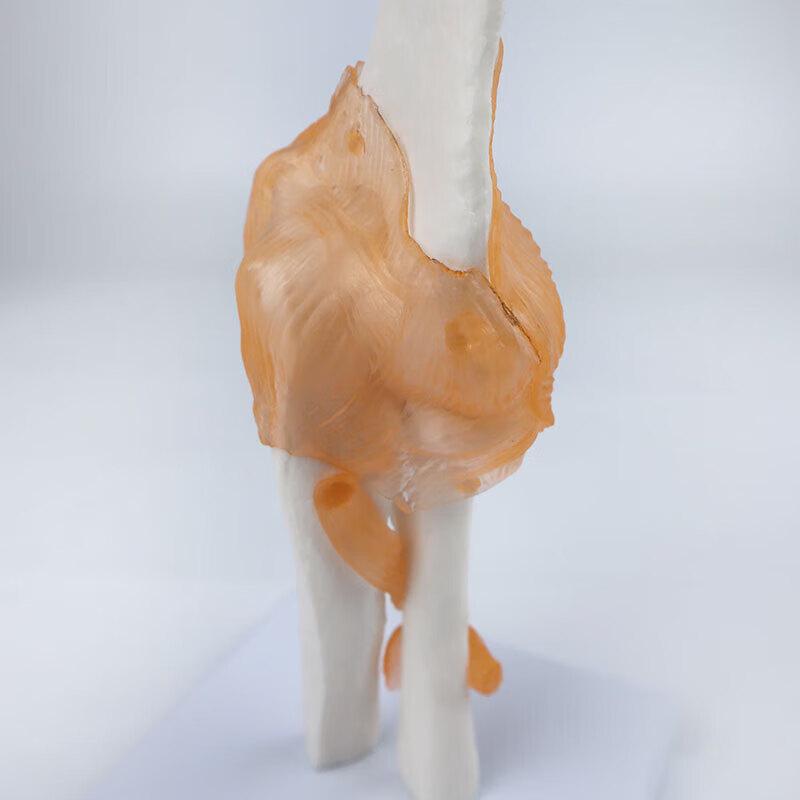 Anatomical Human Elbow Joint Model with Ligaments