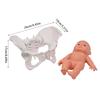 Menschliches weibliches Beckenmodell mit Baby Weibliches Beckenskelettmodell Hebammen-Lehrmittel für die naturwissenschaftliche Bildung