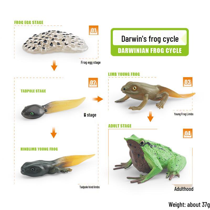Animal Growth Cycle Models: Chicken, Duck, Goose, Butterfly, Turtle, Frog Montessori Teaching Figurines