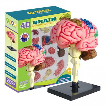 Human Brain Model with Display Base, 4D DIY Teaching Anatomy Human Brain Model, Learning & Explore Brain Functions, Anatomy Medical Teaching Tool